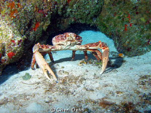 A very upset crab. by Cheri Denn 